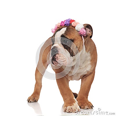Adorable curious english bulldog wearing flowers crown headband Stock Photo
