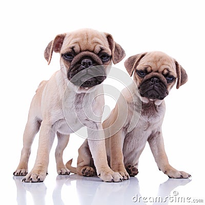 Adorable curious pug couple sitting together Stock Photo