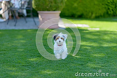 Adorable, curious puppy playing on green grass Stock Photo