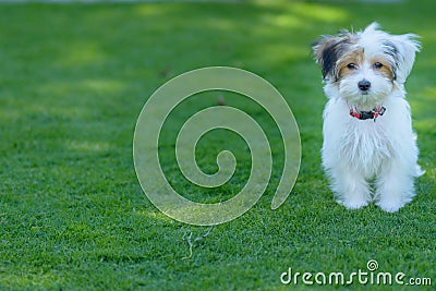 Adorable, curious puppy playing on green grass Stock Photo