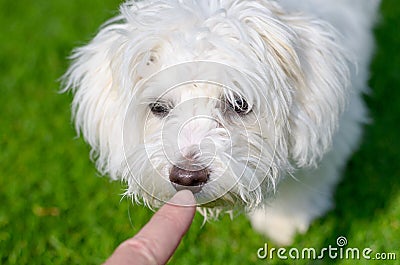 Adorable, curious puppy is sniffing the finger Stock Photo