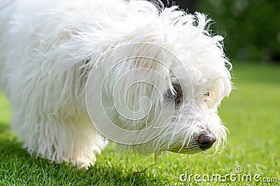 Adorable, curious puppy sniffing on green grass Stock Photo