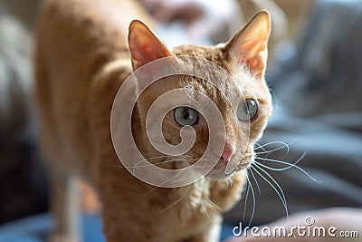 Adorable curly cat Ural Rex stands and looks forward with green eyes Stock Photo