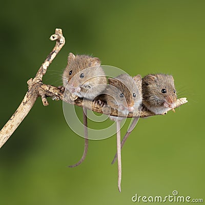 ADorable and Cute harvest mice micromys minutus on wooden stick with neutral green background in nature Stock Photo