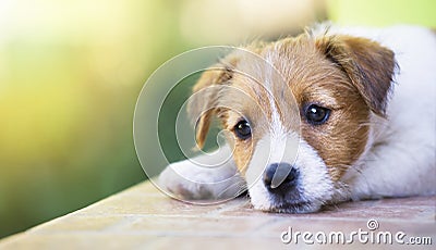 Adorable cute pet puppy thinking - dog therapy concept Stock Photo