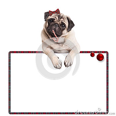 Adorable cute pug puppy dog eating candy cane, hanging on blank sign with red baubles, on white background Stock Photo