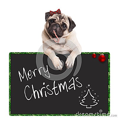 Adorable cute pug puppy dog eating candy cane, leaning on sign saying merry christmas, on white background Stock Photo