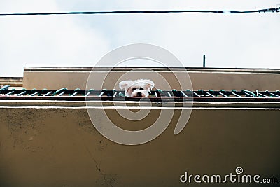 Cute little puppy looks out of balcony Stock Photo