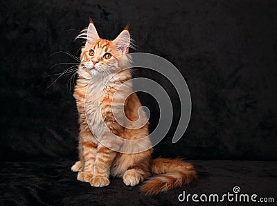 Adorable cute red solid maine coon kitten sitting with beautiful Stock Photo