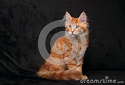 Adorable cute red solid maine coon kitten sitting with beautiful Stock Photo