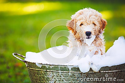 Adorable Cute Young Puppy Stock Photo