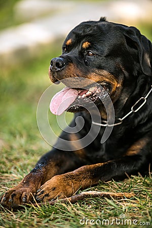 Adorable Devoted Purebred Rottweiler Stock Photo