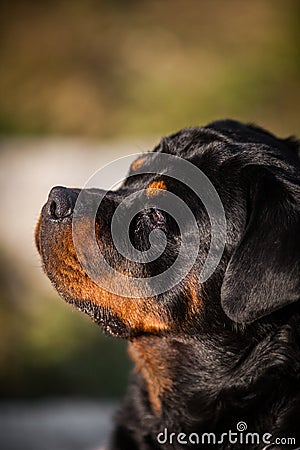 Adorable Devoted Purebred Rottweiler Stock Photo