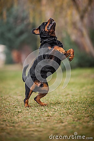 Adorable Devoted Purebred Rottweiler Stock Photo