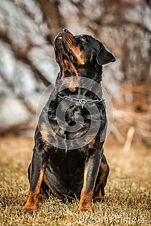 Adorable Devoted Purebred Rottweiler Stock Photo