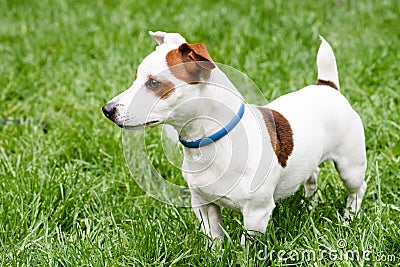 Adorable dog with anti mite and flea collar side view Stock Photo