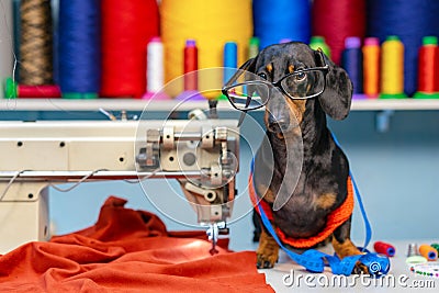 Adorable dog breed of dachshund, black and tan, in the glasses, seamstress sitting and sews on sewing machine. Funny ad for your b Stock Photo