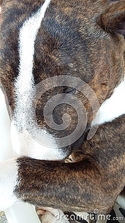 Adorable Dog Brindle Bull terrier sleeping Stock Photo