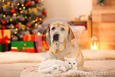 Adorable dog and cat together at room for Christmas. Cute pets Stock Photo