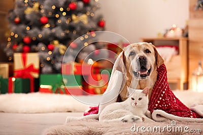 Adorable dog and cat together under blanket at room decorated for Christmas Stock Photo