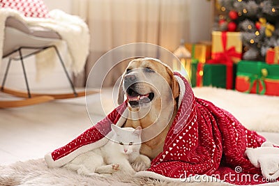 Adorable dog and cat together under blanket at room decorated for Christmas Stock Photo