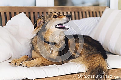 adorable dog looking owner. High quality photo Stock Photo
