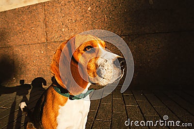 Adorable dog standing on asphalt on city square Stock Photo