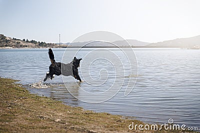 Adorable dogs enjoy running and bathing Stock Photo