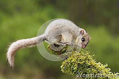 Adorable dormouse Stock Photo