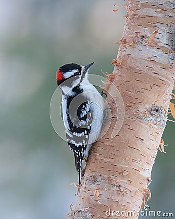 Adorable Downy Woodpecker Stock Photo