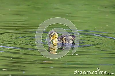 Adorable duckling swimming in pond with green water in spring Stock Photo