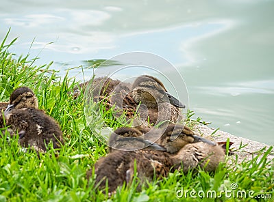 Adorable ducklings resting in the green grass Stock Photo