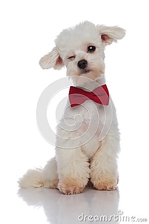 Adorable elegant bichon with red bowtie winking Stock Photo