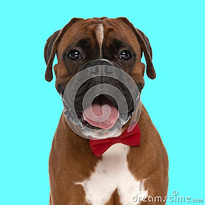 adorable elegant boxer dog with red bowtie sticking out tongue Stock Photo