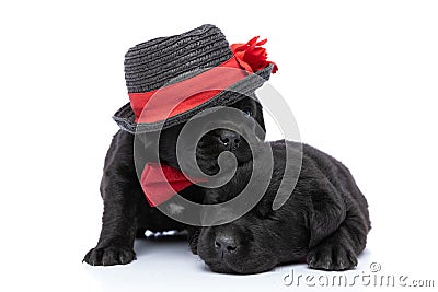 Adorable elegant puppy with hat and bowtie laying head on his brother Stock Photo