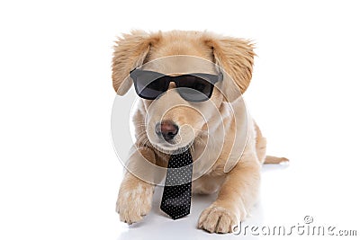 Adorable elegant puppy with sunglasses and tie Stock Photo