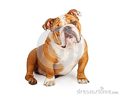 Adorable English Bulldog Looking Into The Camera Stock Photo