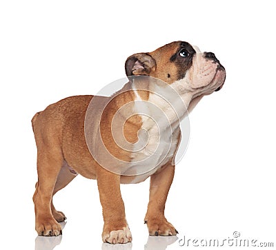Adorable english bulldog looks up to side with puppy eyes Stock Photo