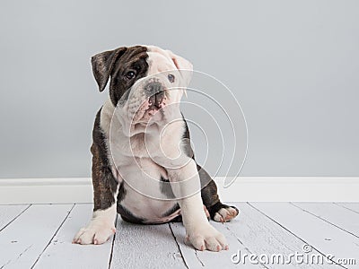 Adorable english bulldog puppy dog sitting down Stock Photo