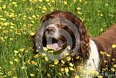 A cute English Springer Spaniel Dog Canis lupus familiaris in a field of wild buttercup flowers. Stock Photo