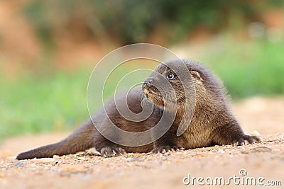 Adorable eurasian otter baby in wild nature Stock Photo