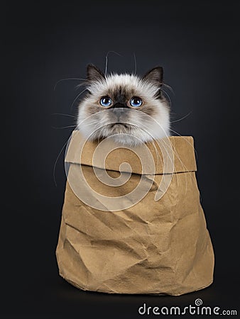 Adorable excellent seal point Sacred Birman cat kitten on black background Stock Photo
