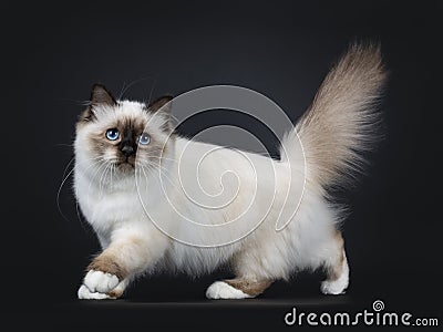 Adorable excellent seal point Sacred Birman cat kitten on black background Stock Photo