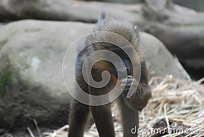 Adorable Face of a Baby Mandrill Monkey Stock Photo