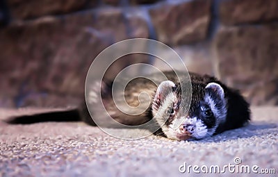 Adorable Face First Close Up View Ferret on Carpet Stock Photo