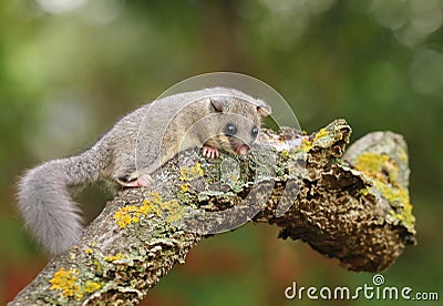 Adorable fat dormouse Glis glis Stock Photo