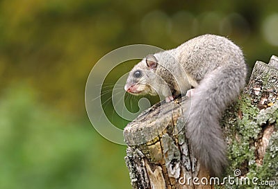 Adorable fat dormouse Glis glis Stock Photo