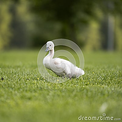 Adorable fluffy baby swan Stock Photo