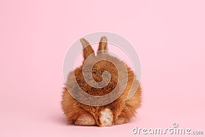 Adorable fluffy bunny on background, back view. Easter symbol Stock Photo