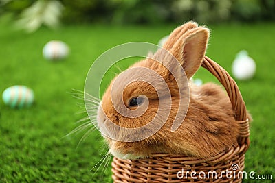 Adorable fluffy bunny in wicker basket on grass, closeup. Easter symbol Stock Photo